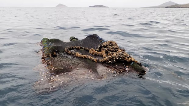 Abandoned tuna fishing gear smashes corals, harms wildlife in marine refuges, study finds