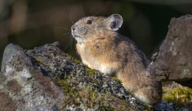 Do you like tiny, furry, squeaky animals? Cascades Pika Watch wants your help