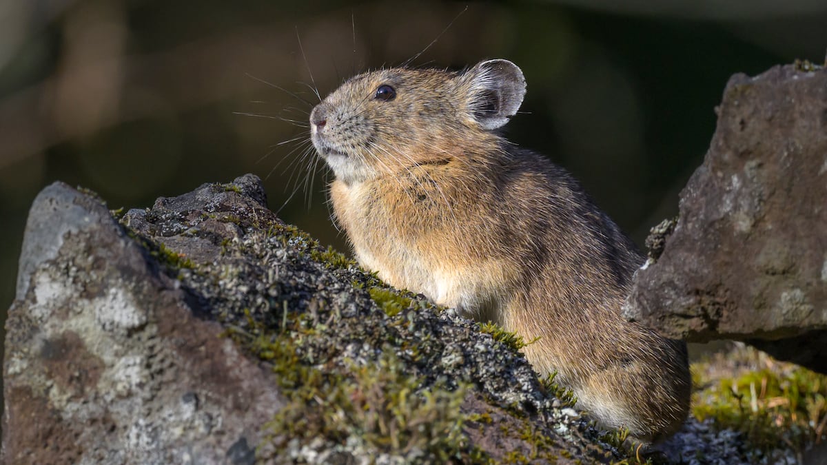 Do you like tiny, furry, squeaky animals? Cascades Pika Watch wants your help