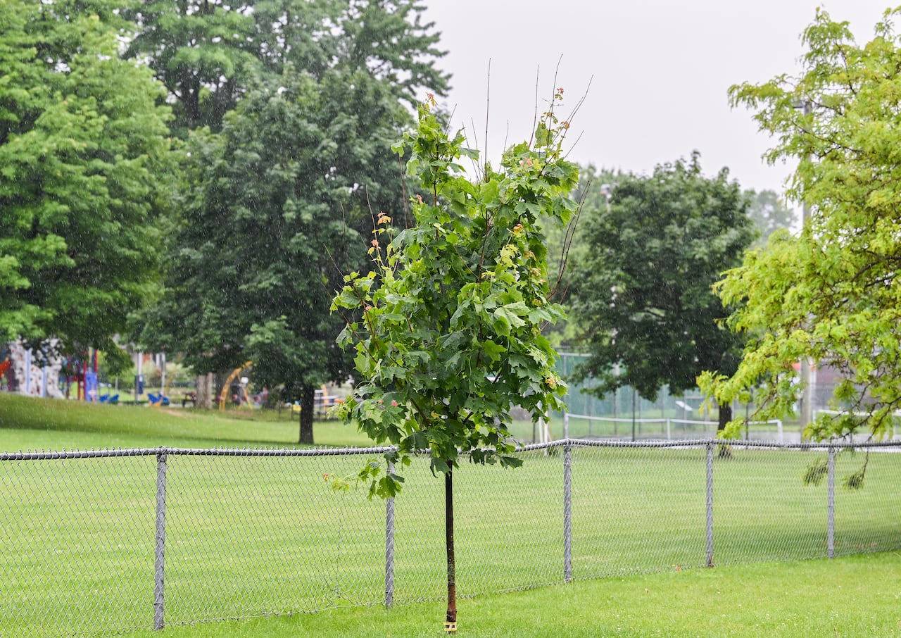 Trees are shown in the municipality of Terrasse-Vaudreuil west of Montreal.