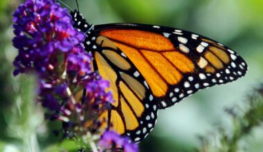 An unusual strategy helps some tropical butterflies live 25 times longer than their relatives