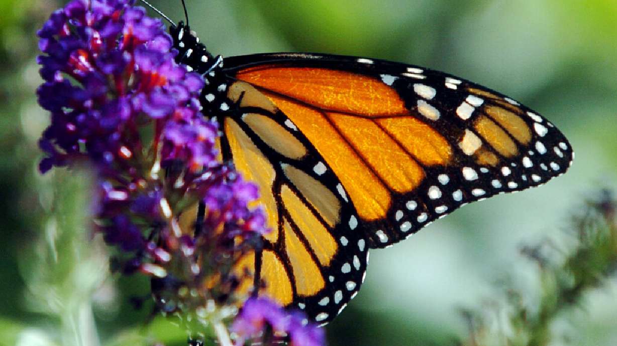 An unusual strategy helps some tropical butterflies live 25 times longer than their relatives