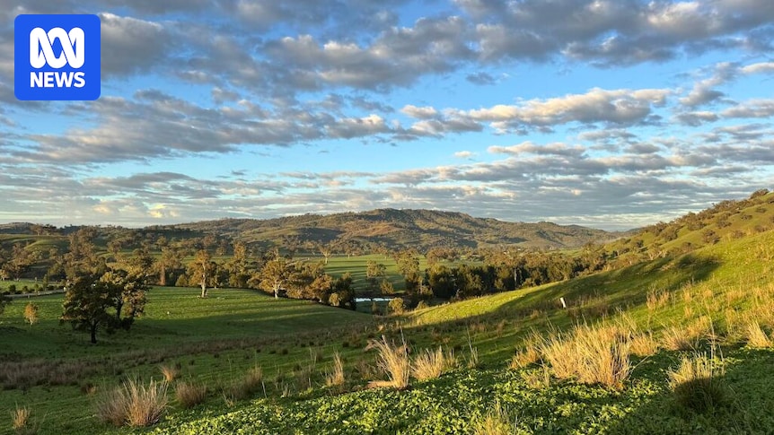 Green paddocks mask drought lingering across much of NSW