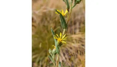 Center for Biological Diversity seeks Endangered Species Act protections for two Northwest plants
