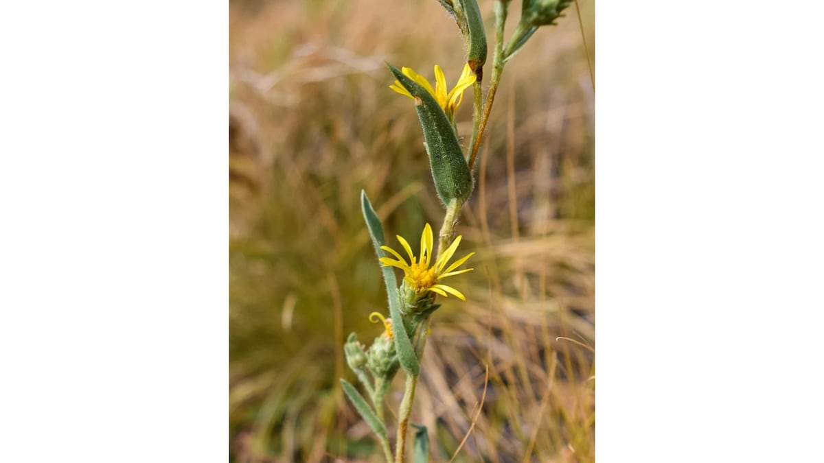 Center for Biological Diversity seeks Endangered Species Act protections for two Northwest plants