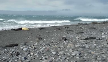 Thousands of baby seals died on two remote sub-Antarctic islands. Scientists now think they know why