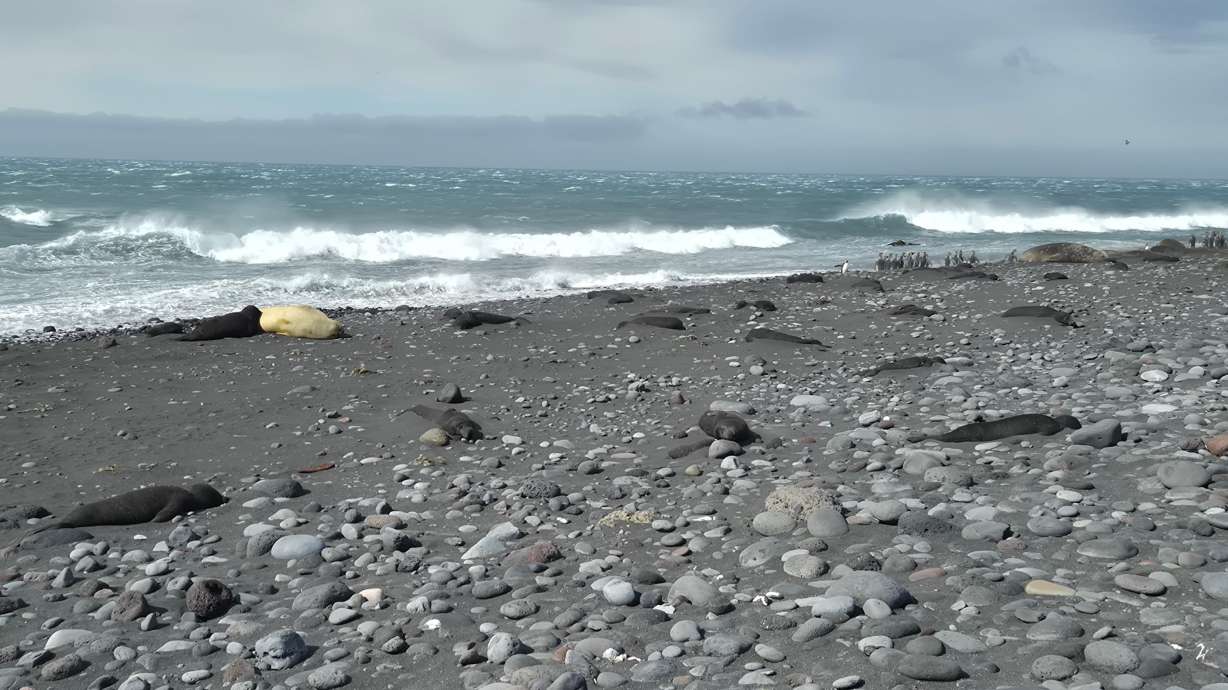 Thousands of baby seals died on two remote sub-Antarctic islands. Scientists now think they know why