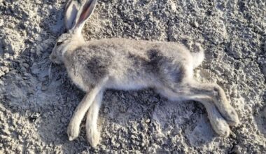 A highly infectious disease has been found in Utah's wild rabbit population again