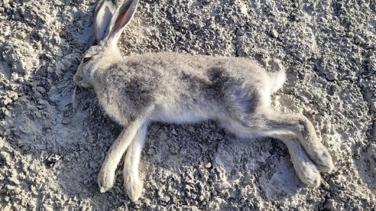 A highly infectious disease has been found in Utah's wild rabbit population again