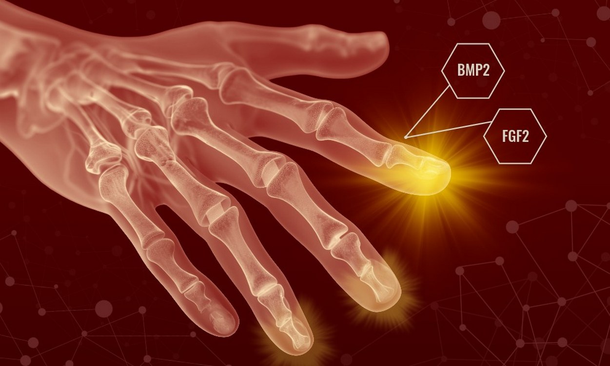Humans May Have Always Been Able to Regenerate Body Parts–Scar Tissue Just Gets in the Way