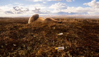 Photos of killed bears contradict Alaska officials’ past claims about Mulchatna predator program