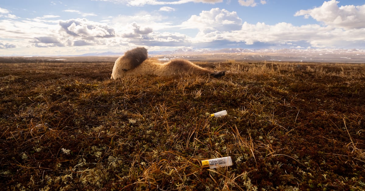 Photos of killed bears contradict Alaska officials’ past claims about Mulchatna predator program
