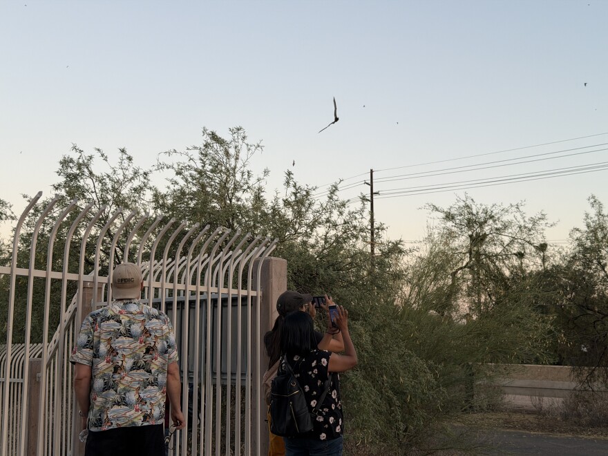 Three people standing outdoors next to a wrought iron fence. Two of them are filming with their smartphones as bats swoop above them