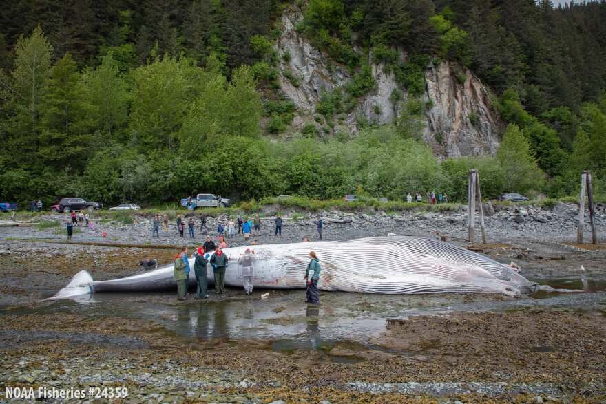 Alaska SeaLife Center staff perform a necropsy on a deceased fin whale in Seward, Alaska on June 20, 2026.