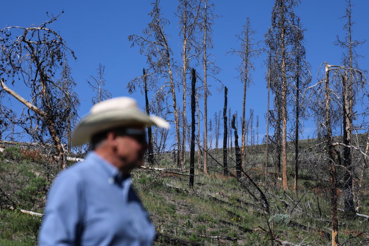 A man among charred trees that burned in the 2020 East Troublesome fire 