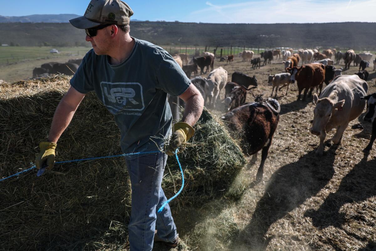 Rancher Joel Currier releasing bales of hay from a moving trailer