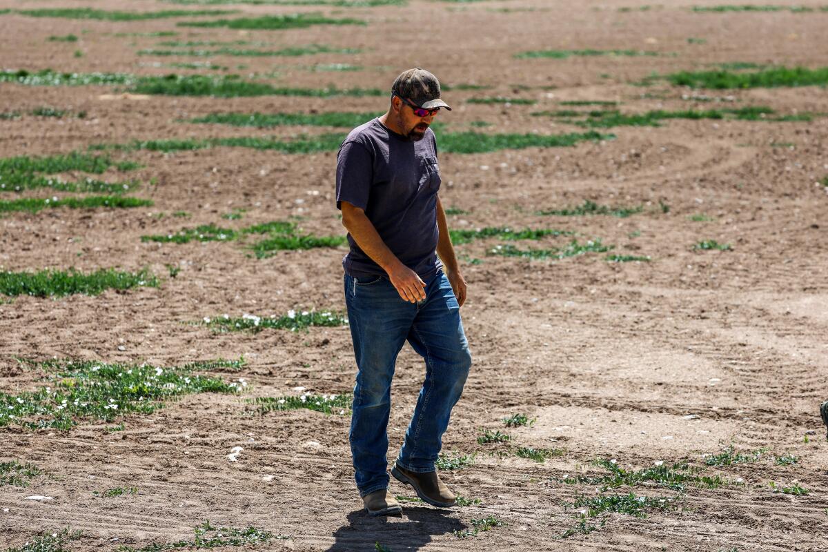 A man walking across a field