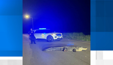 Alligator found roaming Huntsville neighborhood