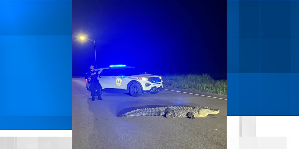 Alligator found roaming Huntsville neighborhood