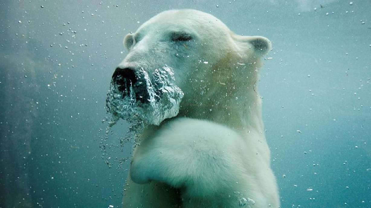 US to create genomic and cellular 'BioVault' for endangered species