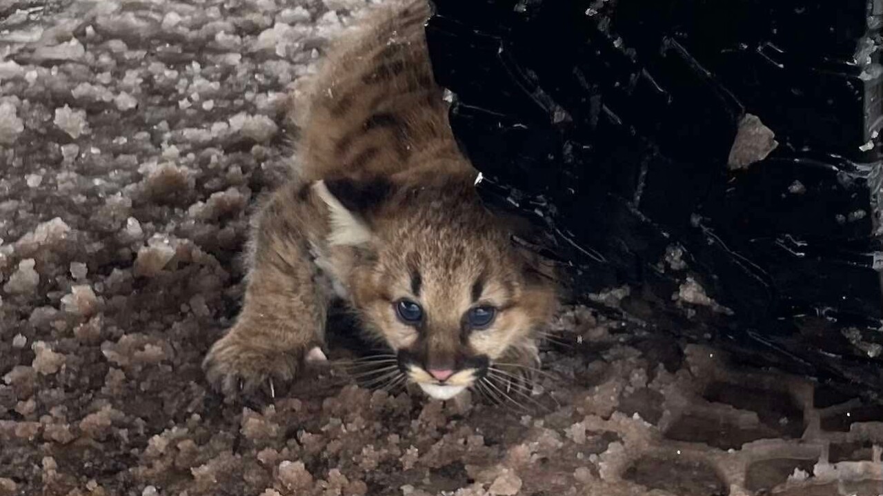 cougar cub - 1.jpg