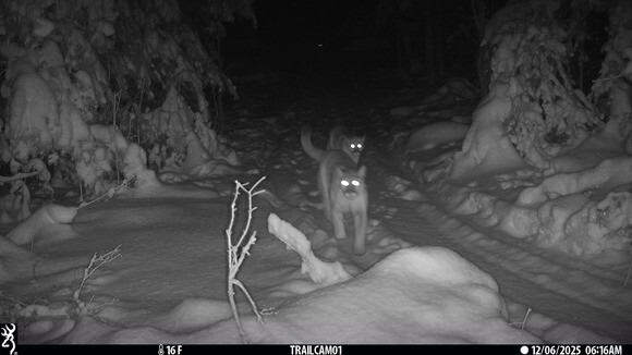 cougars-in-december-2025_crop.jpg