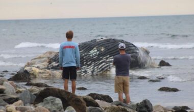 Humpback whale washes ashore on Long Island beach in Montauk, NY