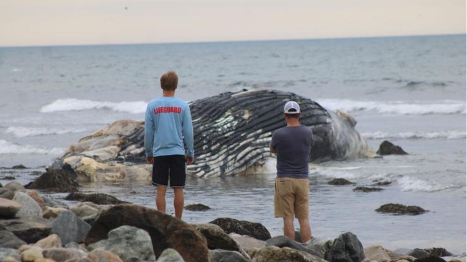 Humpback whale washes ashore on Long Island beach in Montauk, NY