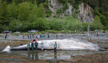Dead, pregnant endangered fin whale found on bow of Alaska cruise ship