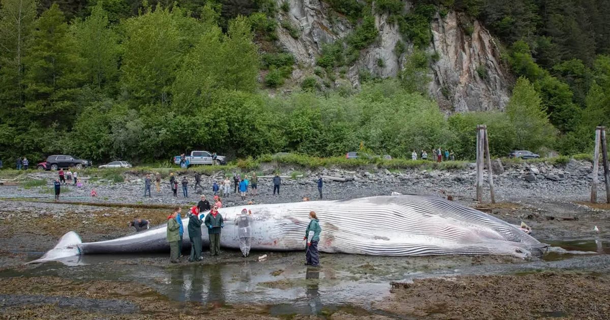 Dead, pregnant endangered fin whale found on bow of Alaska cruise ship