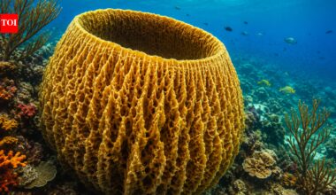Scientists estimate giant Caribbean sponge may be more than 2,300 years old and still filtering seawater today |