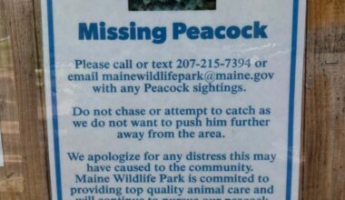 An escaped peacock has been prowling Gray for more than a month