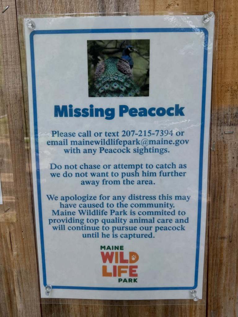 An escaped peacock has been prowling Gray for more than a month