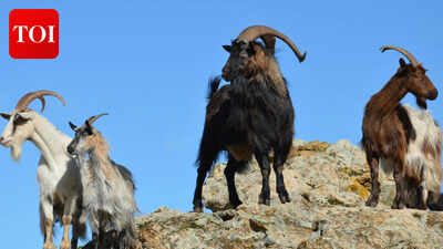 In 1997, conservationists launched a plan to kill every feral goat on the Galápagos Islands; by 2006, they had eliminated more than 140,000 of them, and vegetation and birds returned