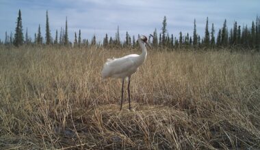 Wildfire near endangered whooping crane nests sparks scientific opportunity