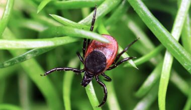 Dangerous tick-borne virus spreading to more Americans, experts warn