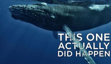 Why whale remains have been found in Michigan several times