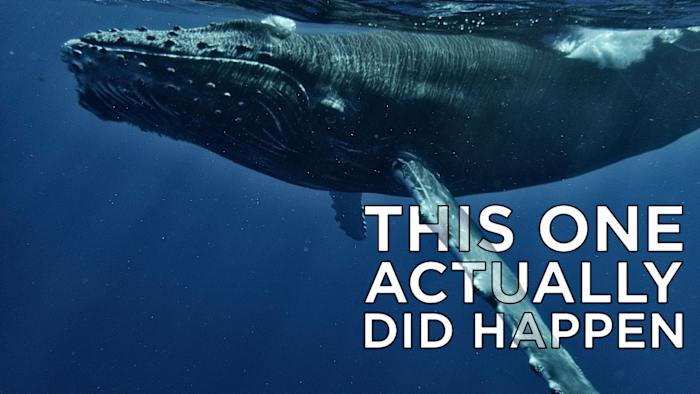 Why whale remains have been found in Michigan several times