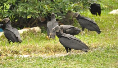 Black vultures invade US neighborhoods, causing property damage and outrage