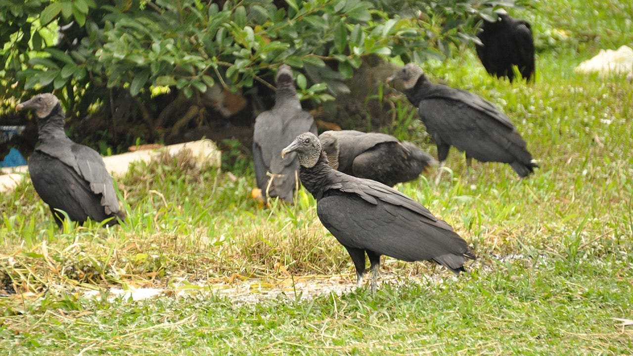 Black vultures invade US neighborhoods, causing property damage and outrage