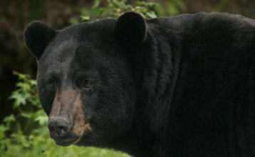 Cass County Sheriff’s Office warns residents of June black bear sightings | The Mighty 790 KFGO