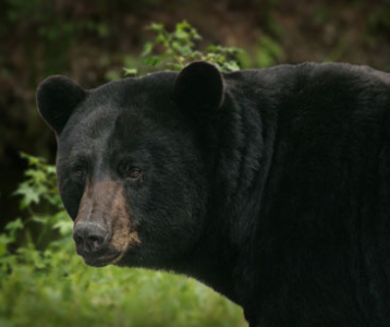Cass County Sheriff’s Office warns residents of June black bear sightings | The Mighty 790 KFGO