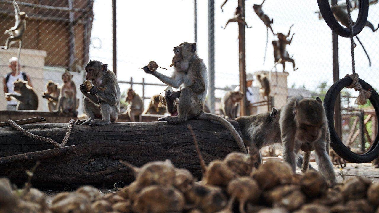 Lopburi monkeys escape Thailand enclosure as authorities recapture 99