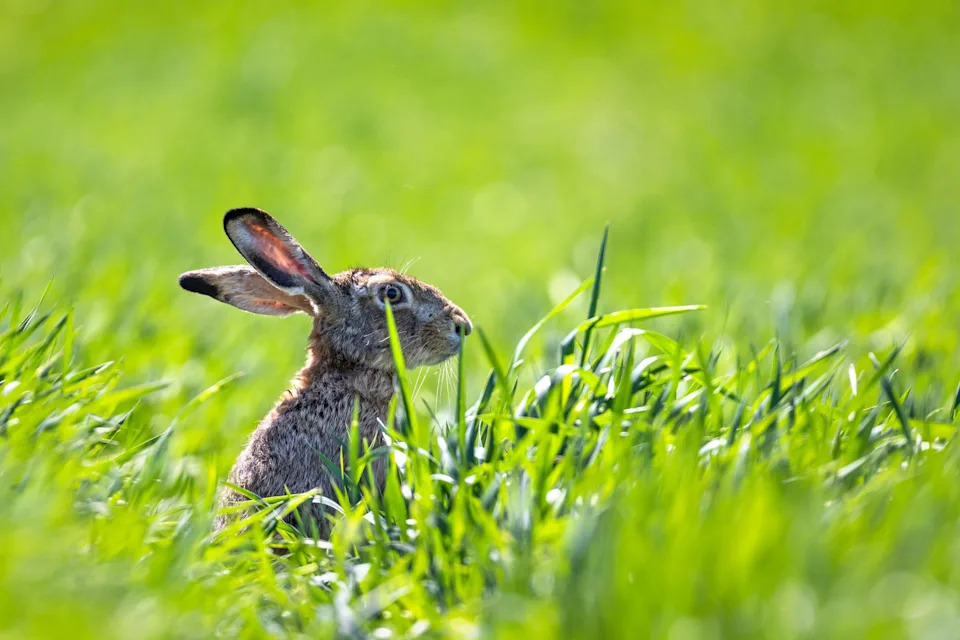 A hare is pictured in tall grass.