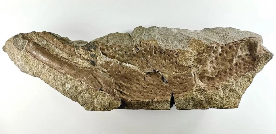 a scorpion pincer fossil