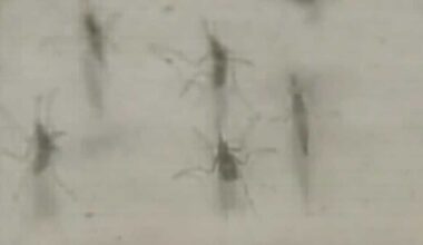 Mosquito-borne virus detected in Central Florida as summer begins