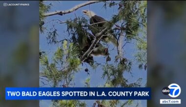 Pair of nesting bald eagles spotted in Los Angeles County