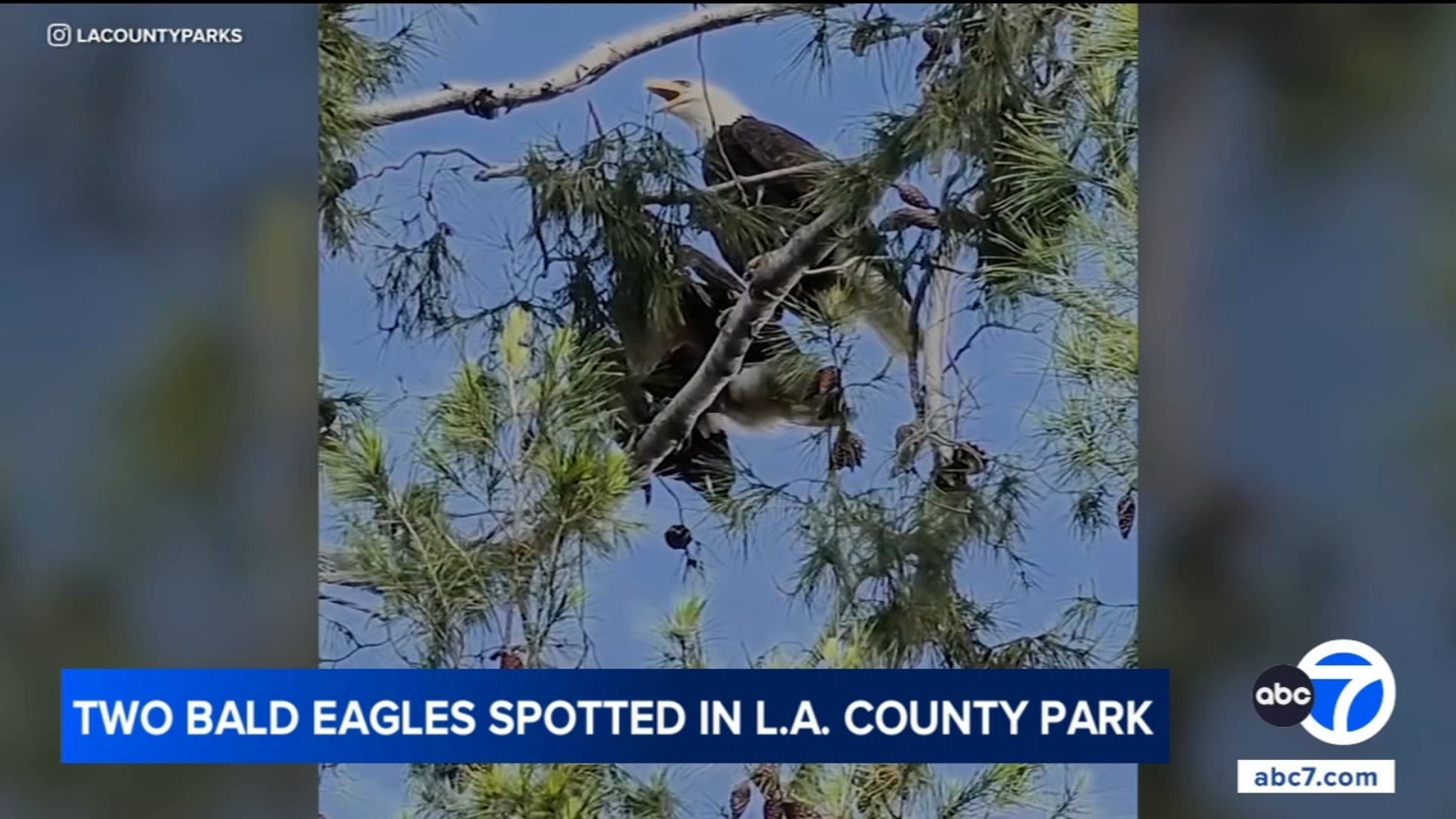 Pair of nesting bald eagles spotted in Los Angeles County