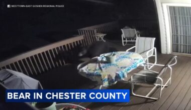 Black bear sightings reported across Chester County neighborhoods