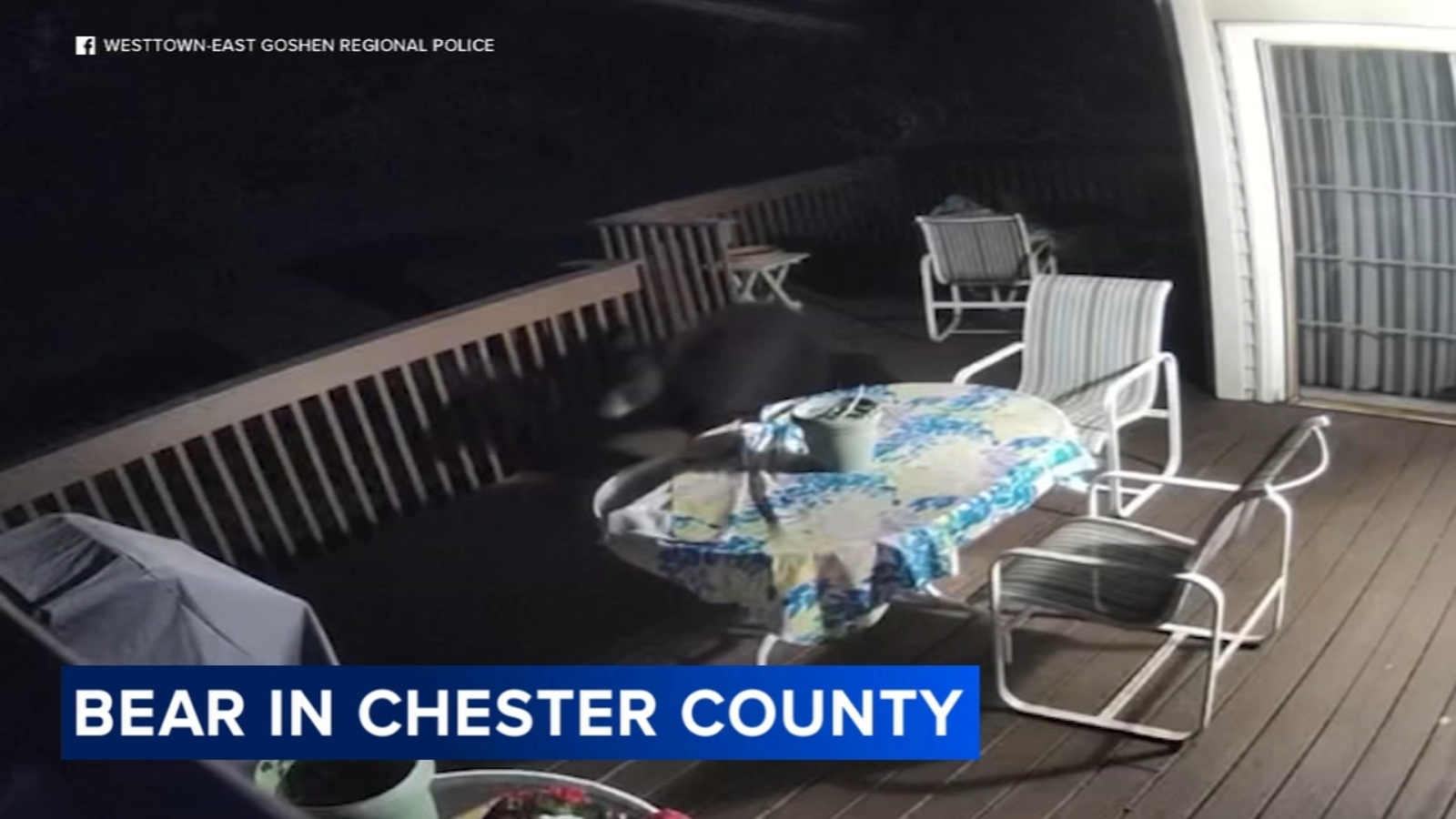 Black bear sightings reported across Chester County neighborhoods